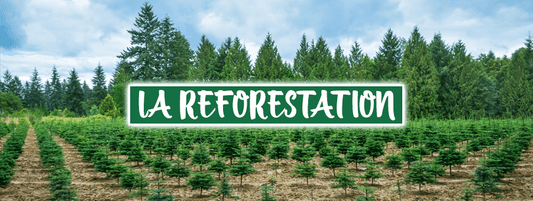 Reforestation dans le monde - Bois Eden