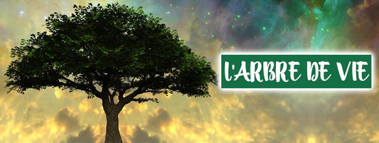 Arbre de vie : Quelles sont ses significations secrètes ? - Bois Eden