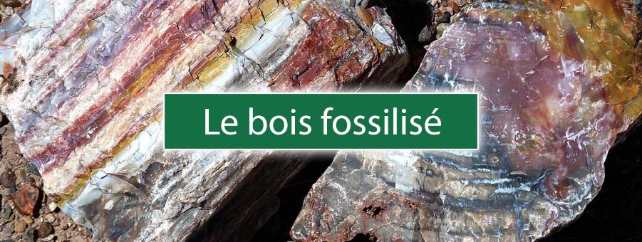 Zoom sur le bois fossilisé et son utilisation en lithothérapie