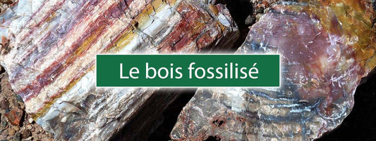 Zoom sur le bois fossilisé et son utilisation en lithothérapie