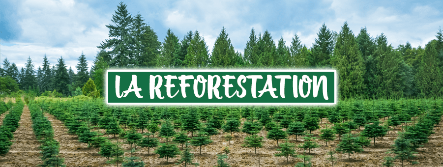 Reforestation dans le monde