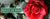 Les 17 Ans de Mariage : Célébrez vos Noces de Roses en Grand - Bois Eden