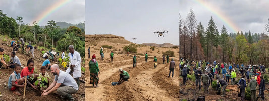 reforestation mondiale plantation arbres écologie développement durable