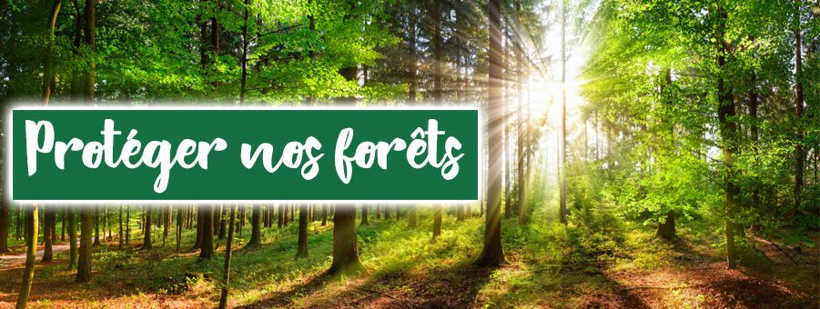 Top 10 des raisons de protéger les forêts - Bois Eden