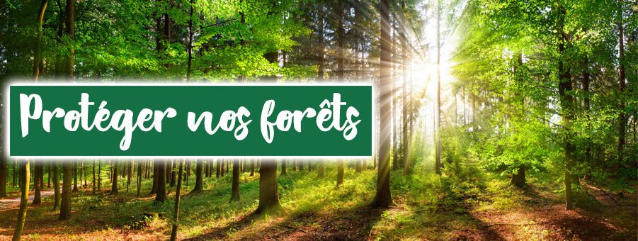 Top 10 des raisons de protéger les forêts - Bois Eden
